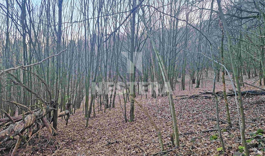 Prodej louky 10 301 m², Jílové u Prahy – náhled fotky 5