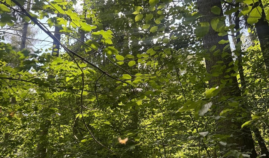 Prodej lesa 6 851 m², Dobříč – náhled fotky 13