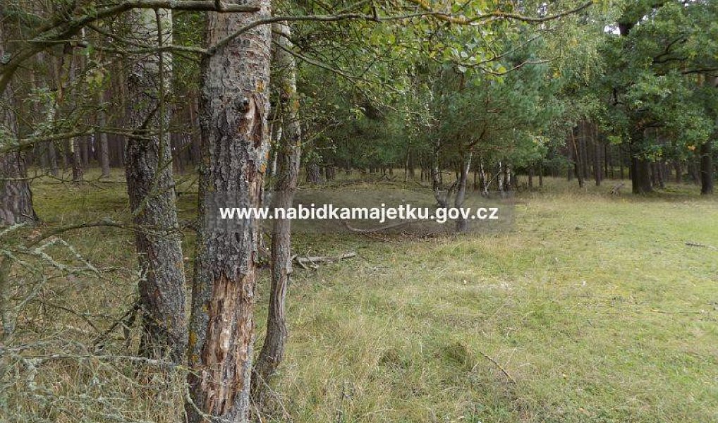 Prodej pozemku 5 619 m², Pláně – náhled fotky 3