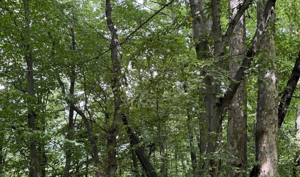 Prodej lesa 7 118 m², Nýřany – náhled fotky 6