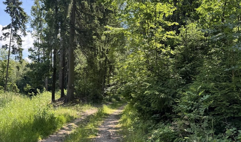 Prodej lesa 12 979 m², Druztová – náhled fotky 2