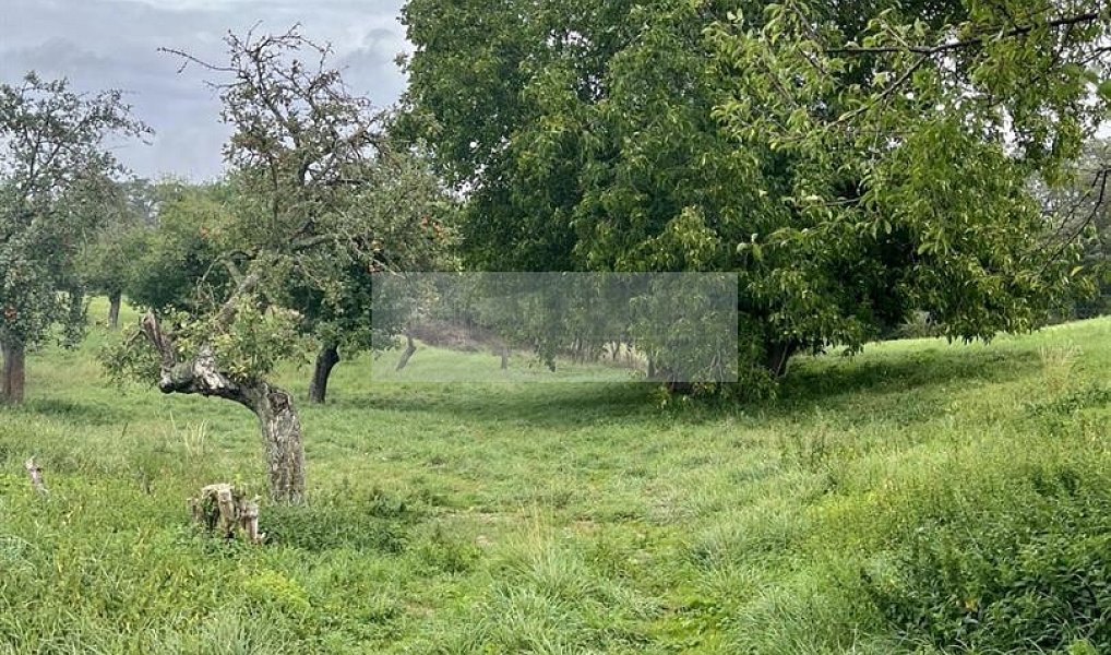 Prodej pozemku 11 900 m², Velké Všelisy – náhled fotky 29