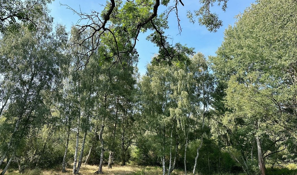 Prodej lesa 12 651 m², Dlouhý Újezd – náhled fotky 9