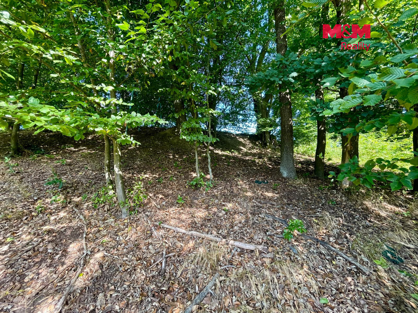 Prodej lesa 5 050 m² — photo 4