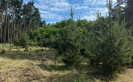 Prodej lesa 8 713 m², Vracov, okres Hodonín