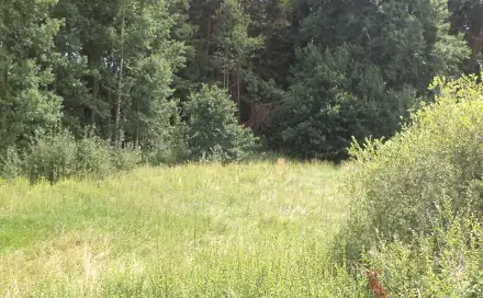 Dražba louky 2 441 m², Lom u Tachova