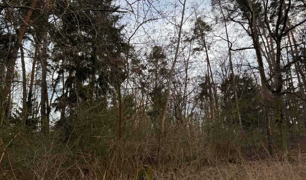 Prodej lesa 8 497 m², Dolany – náhled fotky 11