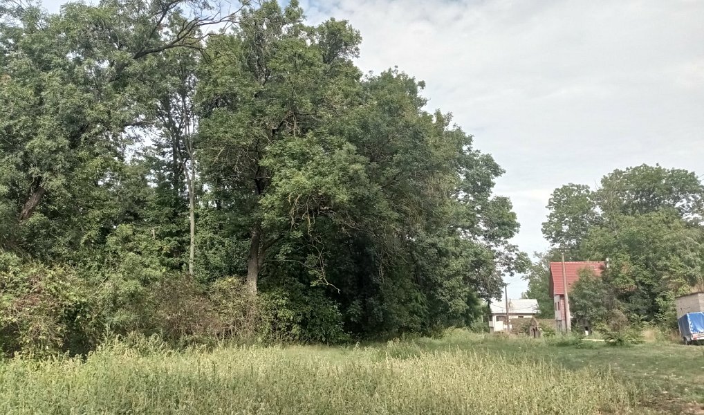 Prodej pozemku 6 724 m², Brod nad Dyjí – náhled fotky 4