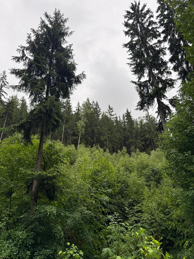 Prodej lesa 18 900 m² – fotografie 4