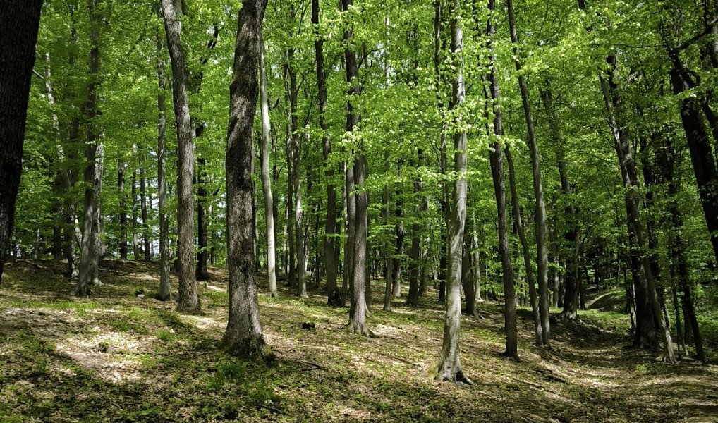Prodej lesa 3 236 m², Lhotsko – náhled fotky 9