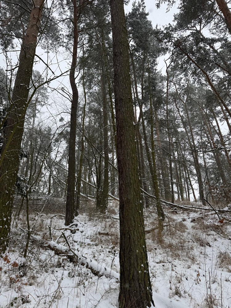 Prodej lesa 2 590 m² – pohled 6