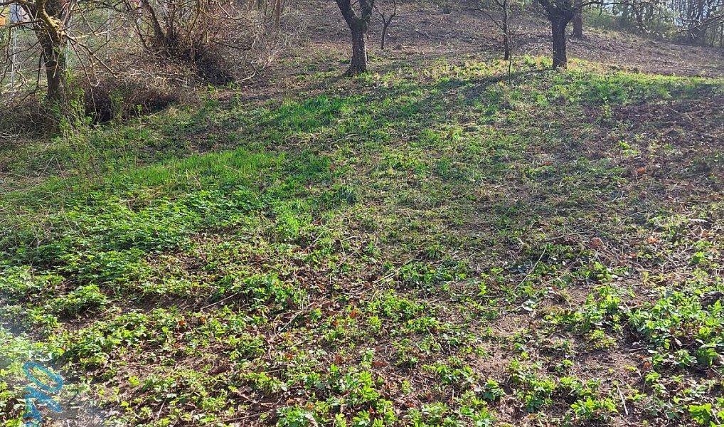 Prodej stavebního pozemku 1 778 m², Bílovice nad Svitavou – náhled fotky 4