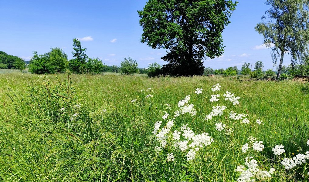 Prodej stavebního pozemku 1 176 m², Borovany – náhled fotky 3