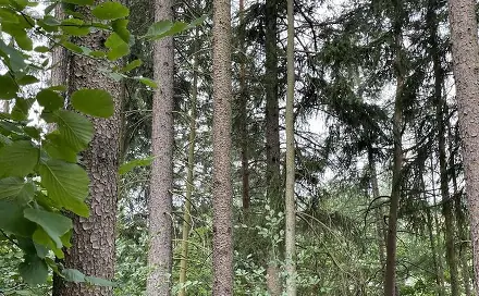 Prodej pozemku 14 508 m², Bohdíkov - Bučovice