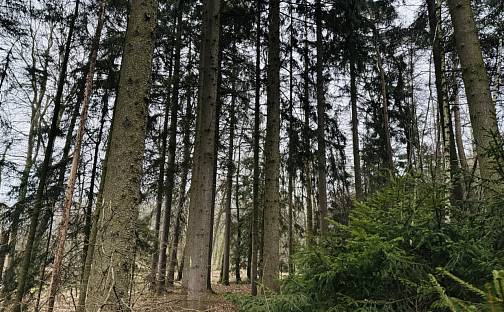 Prodej lesa 2 467 m², Stojice, okres Pardubice