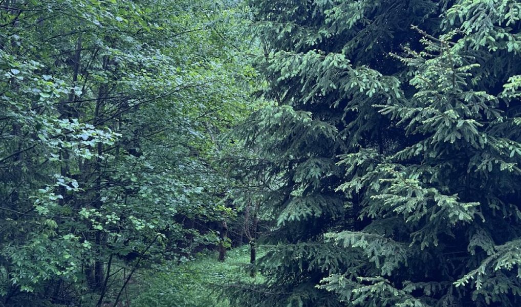 Prodej lesa 2 784 m², Verneřice – náhled fotky 2