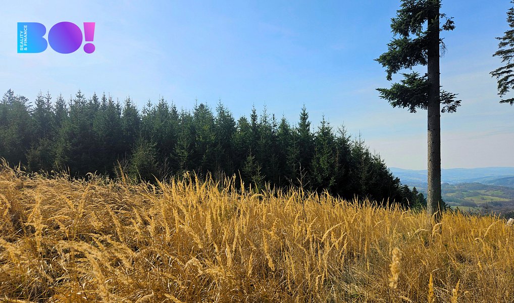 Prodej lesa 58 310 m², Jasenná – náhled fotky 4