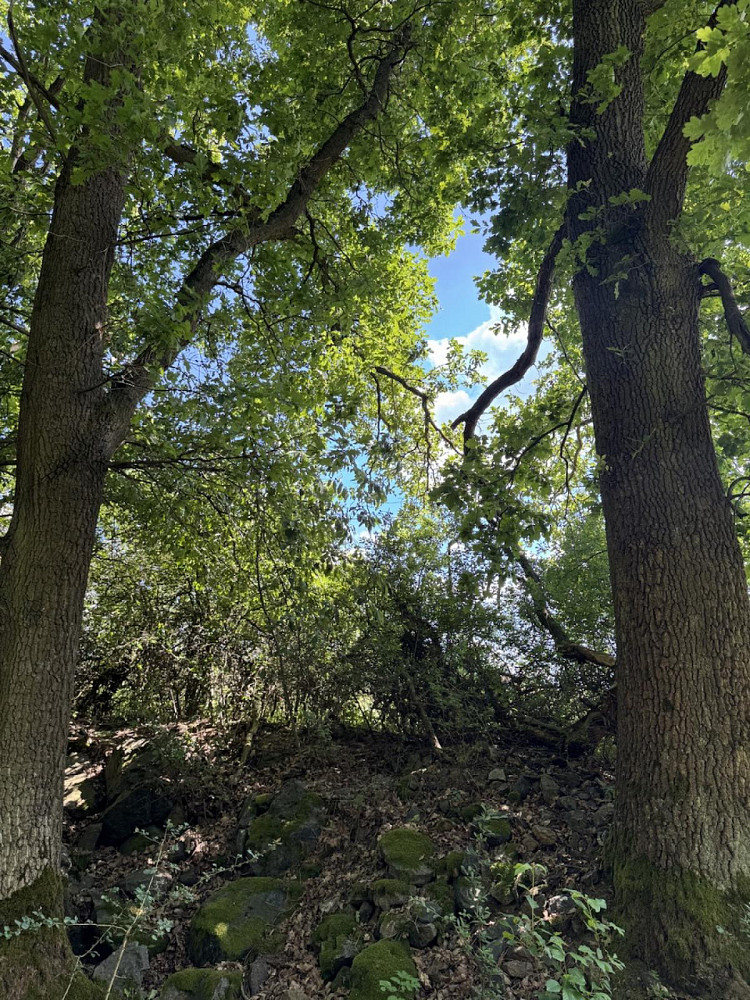 Prodej lesa 1 243 m² – fotografie 2