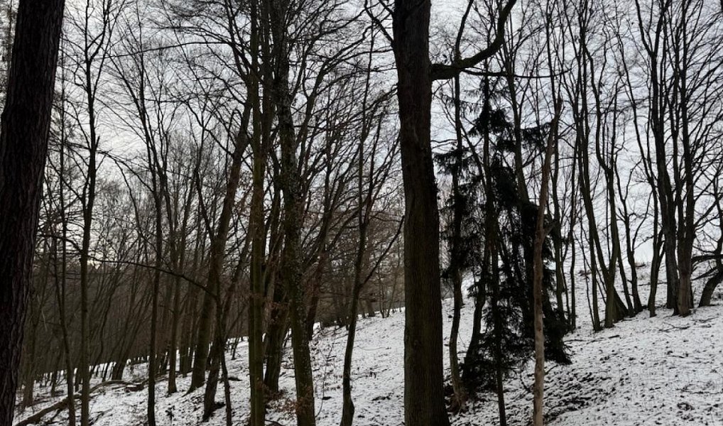 Prodej lesa 1 783 m², Ježkovice – náhled fotky 2