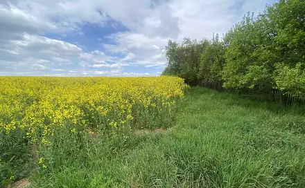 Dražba pole 1 750 m², Řendějov