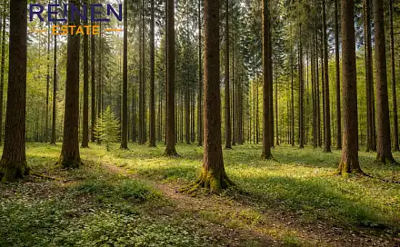 Prodej lesa 7 973 m², Klenovice, okres Tábor
