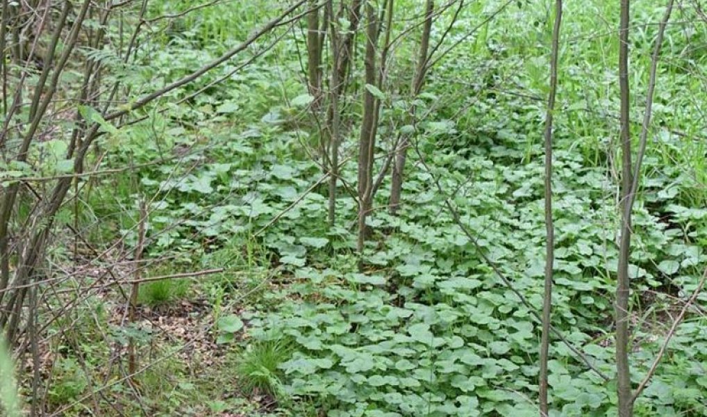 Prodej pozemku 4 584 m², Horní Heřmanice – náhled fotky 12