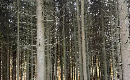 Prodej lesa 4 610 m², Stará Paka - Císařský