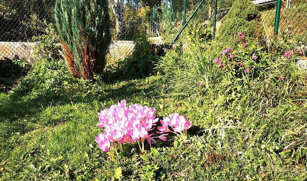 Prodej chaty/chalupy 21 m² s pozemkem 658 m², Jihlava – náhled fotky 8