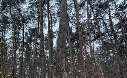 Prodej lesa 7 349 m², Třebestovice - Drnovice