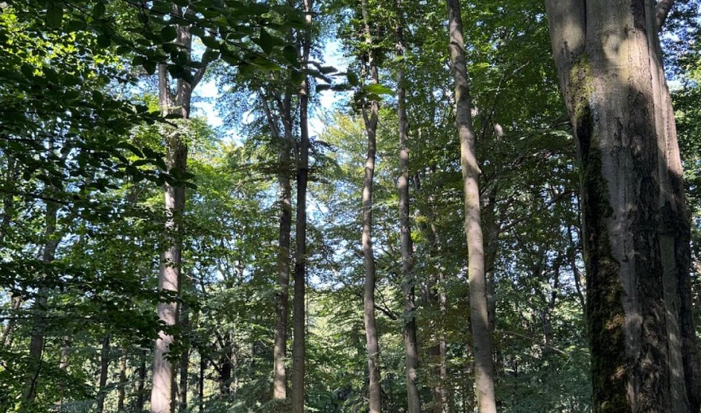 Prodej lesa 5 585 m², Liberk – náhled fotky 10