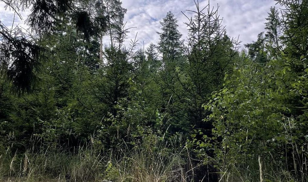 Prodej lesa 5 469 m², Velké Opatovice – náhled fotky 3
