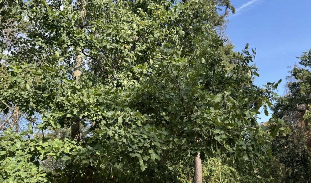 Prodej lesa 3 660 m², Sedlec – náhled fotky 4