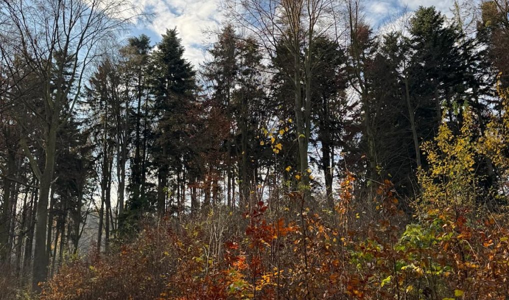 Prodej lesa 9 585 m², Dzbel – náhled fotky 13
