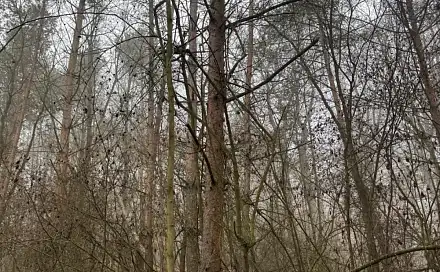 Prodej lesa 3 854 m², Chotiněves - Buč