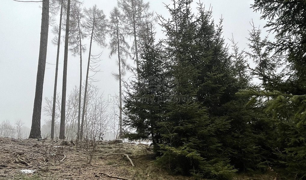 Prodej lesa 20 194 m², Pecka – náhled fotky 6