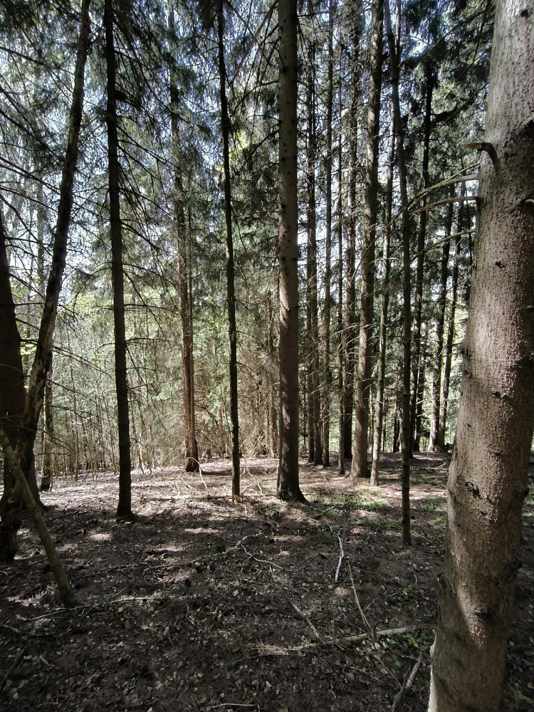 Prodej lesa 12 043 m² – fotografie 3