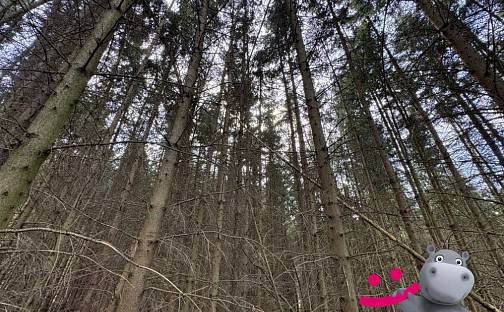 Prodej lesa 6 930 m², Pitín, okres Uherské Hradiště