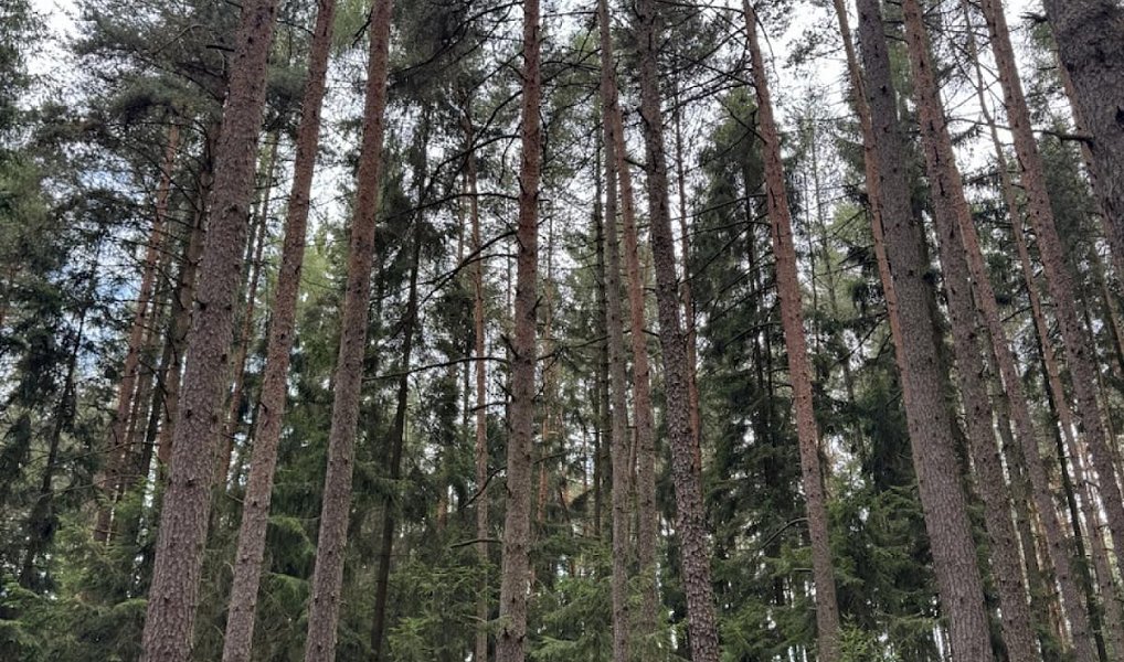 Prodej lesa 61 114 m², Dolní Podluží – náhled fotky 16
