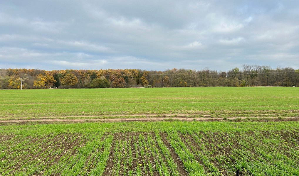 Prodej stavebního pozemku 3 803 m², Přísnotice – náhled fotky 6