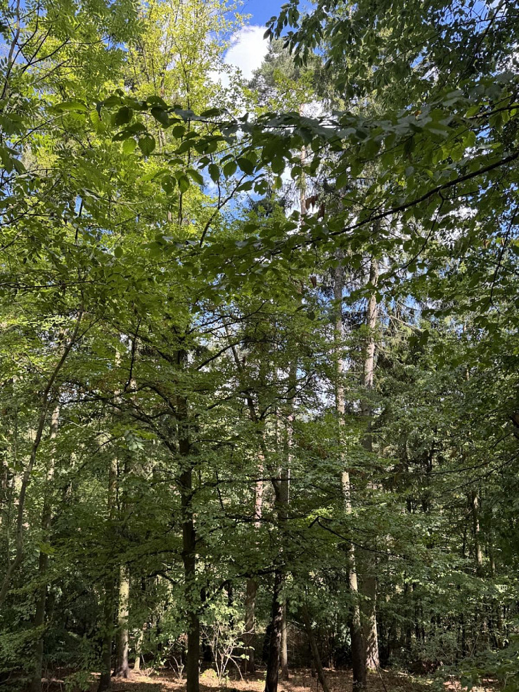 Prodej lesa 10 739 m² – fotografie 2