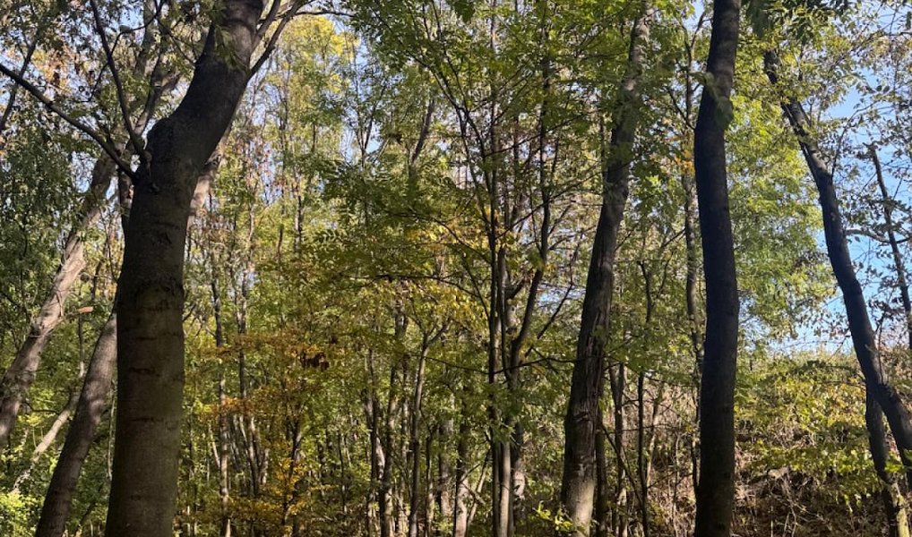 Prodej lesa 12 606 m², Jeníkovice – náhled fotky 6