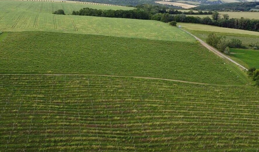 Prodej pozemku 2 077 m², Ořechov – náhled fotky 3
