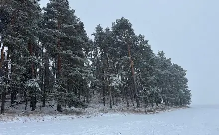 Prodej lesa 2 590 m², Nýřany, okres Plzeň-sever