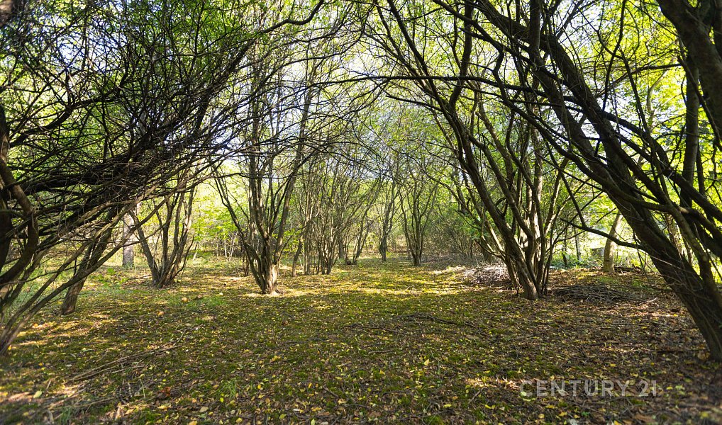 Prodej stavebního pozemku 4 736 m², Kuřim – náhled fotky 4