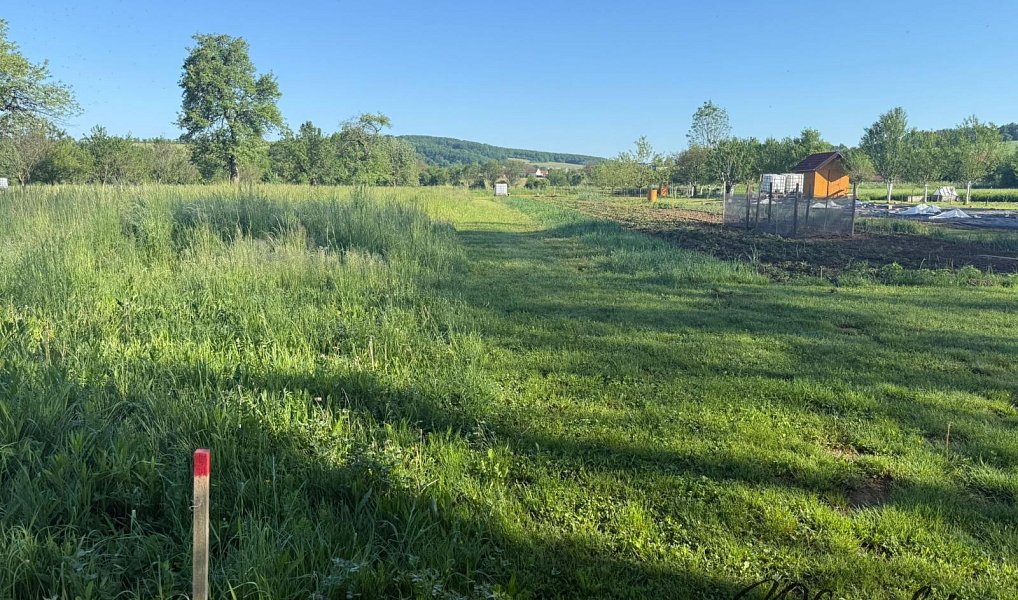 Prodej zahrady 1 297 m², Záhorovice – náhled fotky 10
