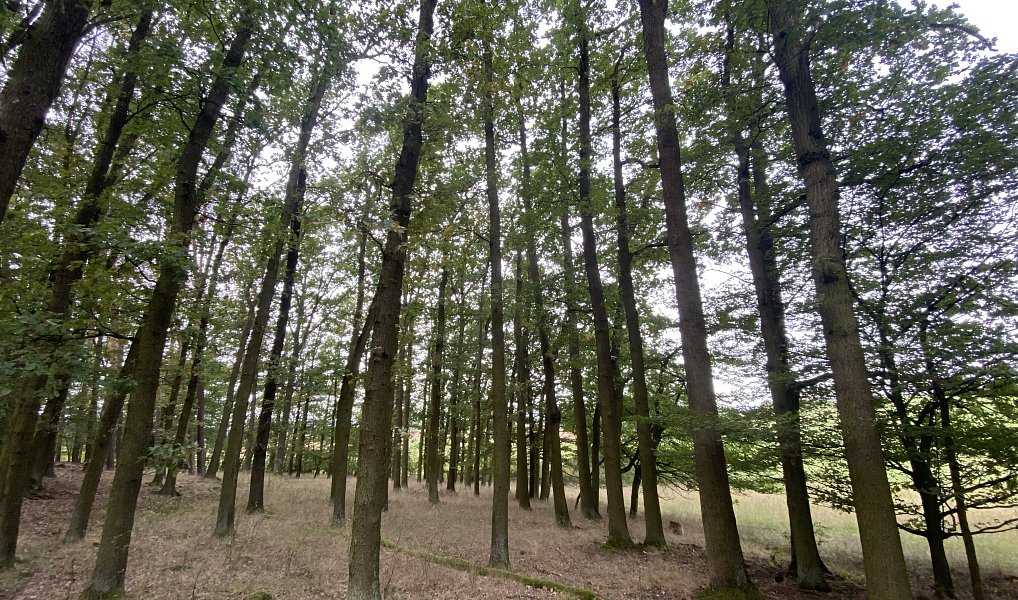 Prodej lesa 11 957 m², Ostřetín – náhled fotky 4