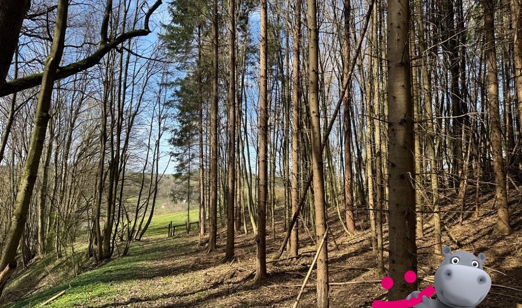 Prodej lesa 6 656 m², Luhačovice – náhled fotky 2