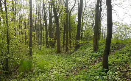 Prodej lesa 14 492 m², Morávka, okres Frýdek-Místek