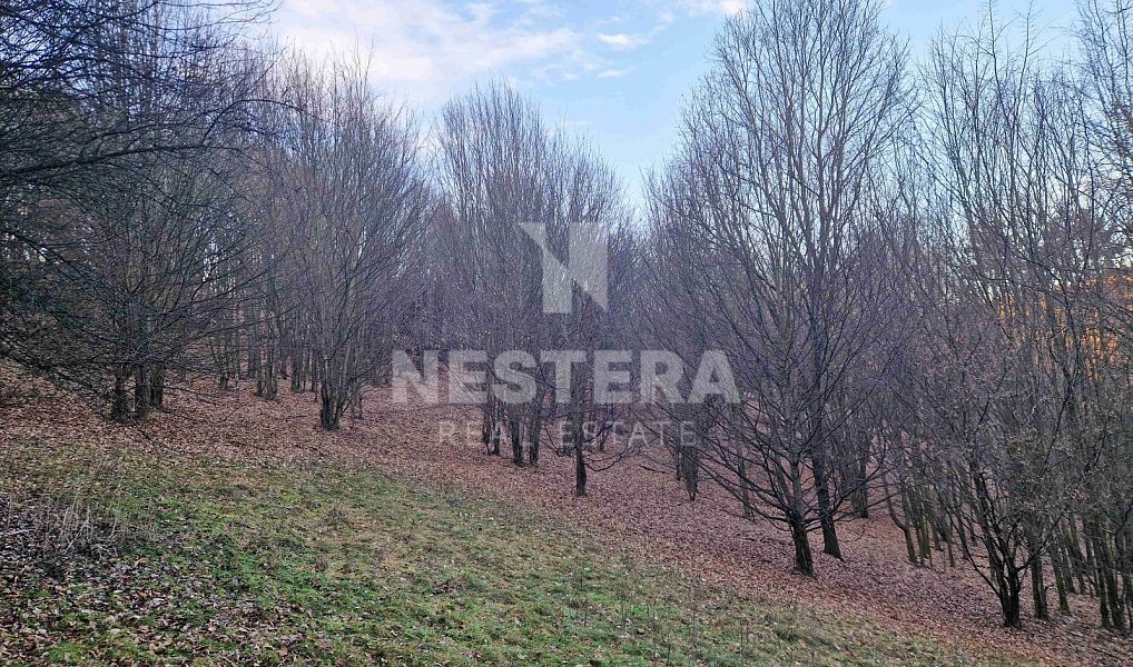 Prodej louky 10 301 m², Jílové u Prahy – náhled fotky 3