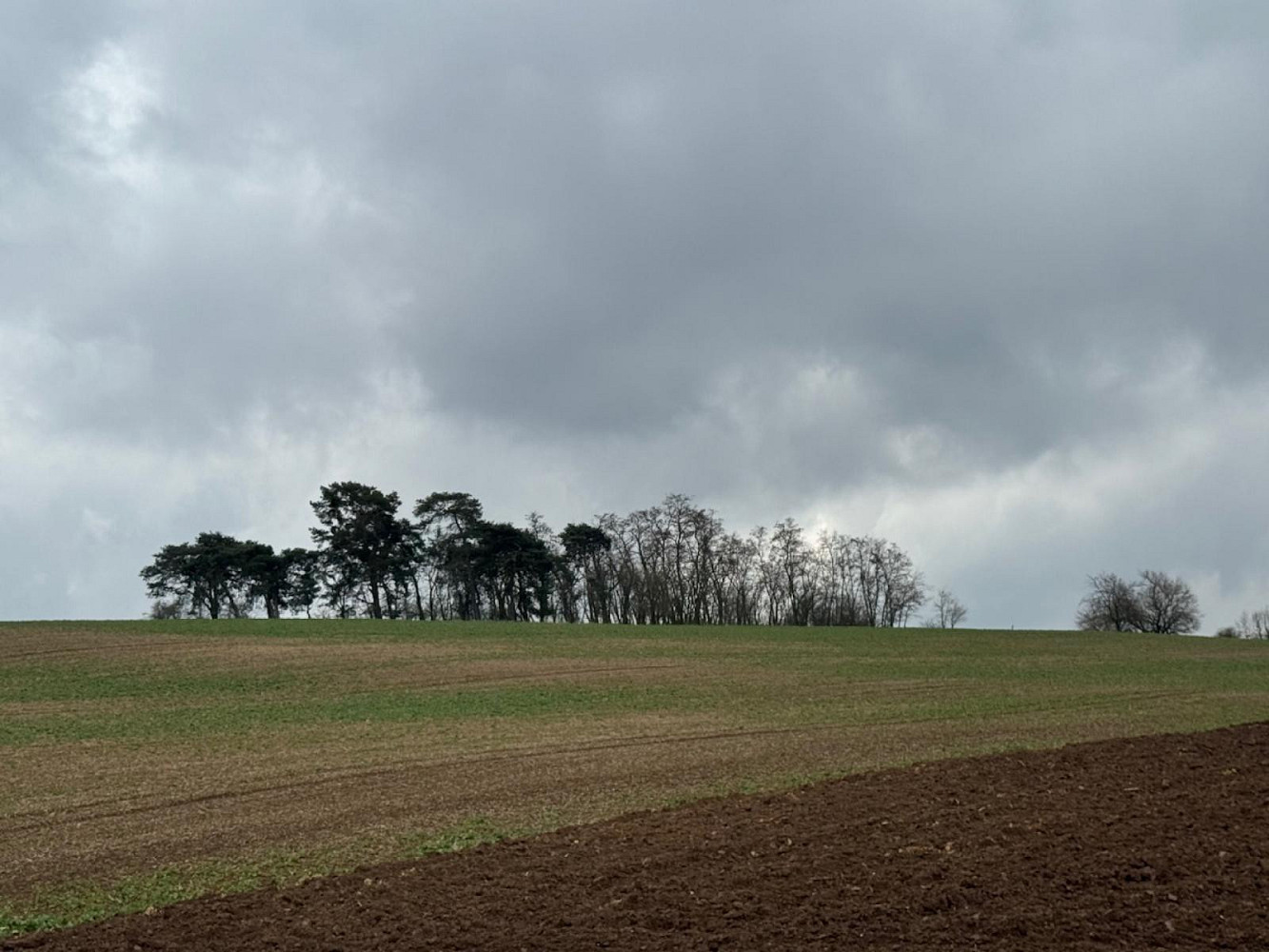 Prodej lesa 1 690 m² – fotografie 2
